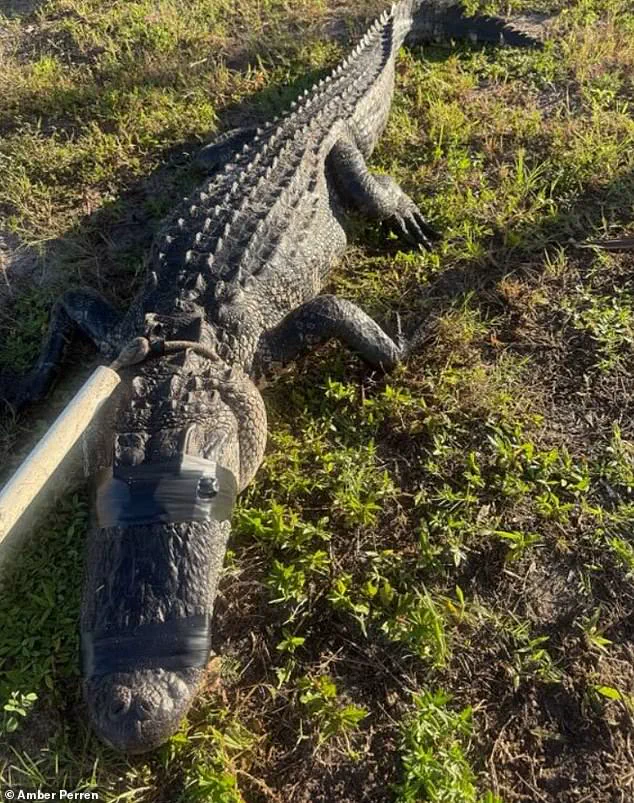 Exclusive: Hidden Peril in Florida's Waters as Optometrist Faces Alligator Attack