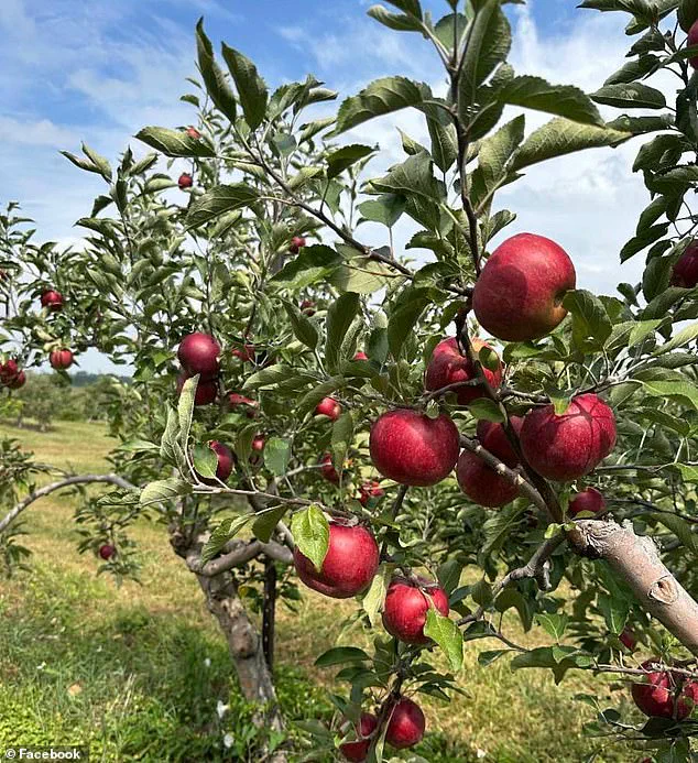 Lynd Fruit Farm's Viral Stand Against Apple Theft Sparks National Conversation on Honesty and Community Values