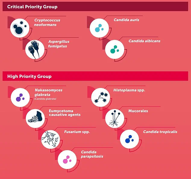 Drug-Resistant Fungal Infection Sparks Global Health Crisis as WHO Labels Candida auris a 'Serious Threat to Humanity'