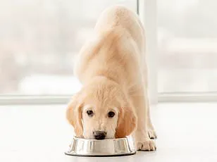 Urgent Recall of Egg Products by Black Sheep Egg Company Sparks Public Health Concerns Over Salmonella Risk, as Health Inspectors Highlight Critical Food Safety Gaps