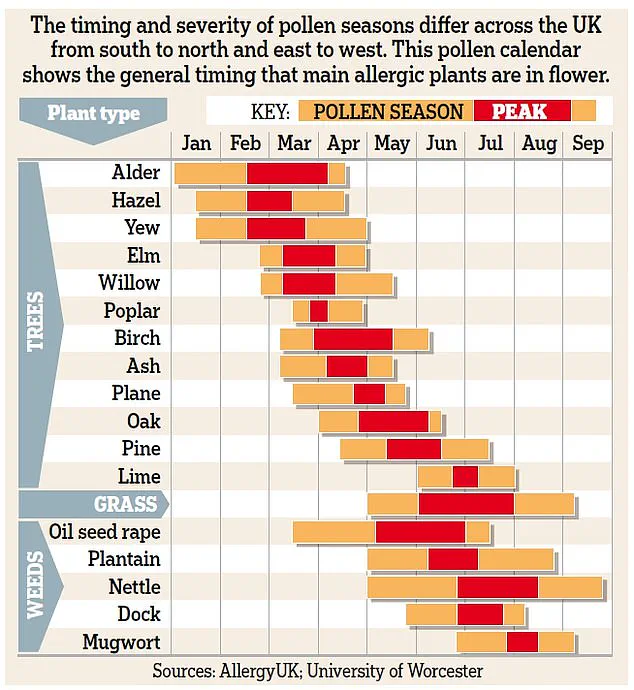Urgent Warning: Winter Hay Fever Affecting Millions in the UK, Symptoms Mimic Common Cold