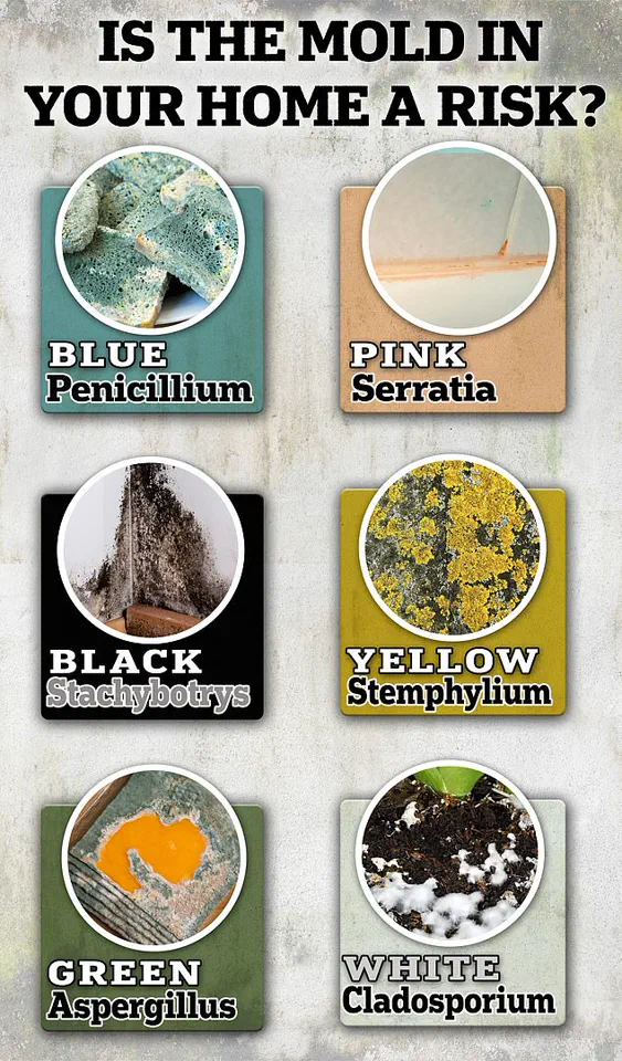 Urgent Warning: Winter Hay Fever Affecting Millions in the UK, Symptoms Mimic Common Cold