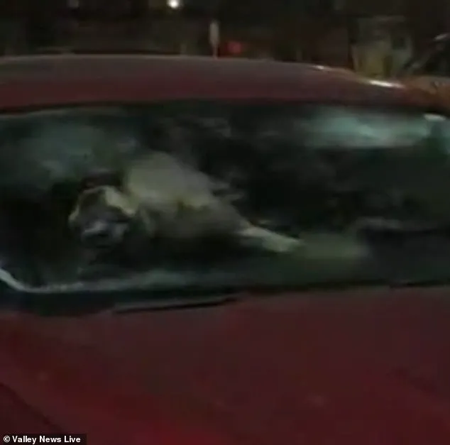 Heart-Wrenching Rescue: Minnesota Resident Discovers Dogs Abandoned in Subzero Temperatures, Prompting Community Outcry