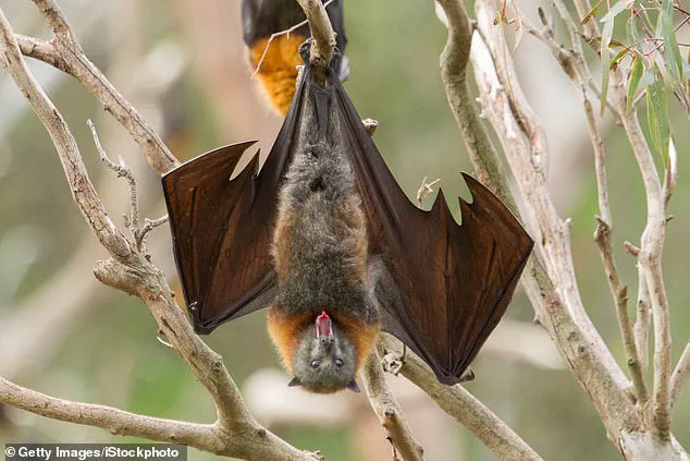 Illinois Reports First Rabies Case in Domestic Animal Since 1994, Sparking Health Concerns