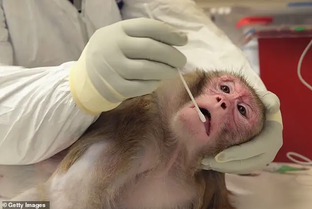 Late-Breaking: Trump's CDC-Funded Primate Research Ban Sparks Urgent Debate Over Ethics and Medical Innovation
