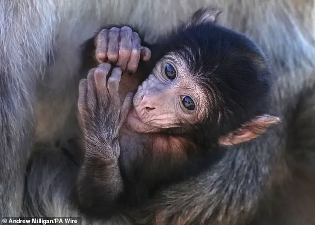 Late-Breaking: Trump's CDC-Funded Primate Research Ban Sparks Urgent Debate Over Ethics and Medical Innovation