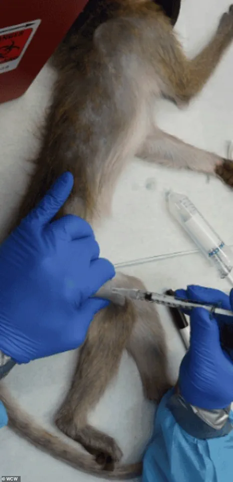Trump Administration Halts CDC Research on Monkeys and Apes Amid Shift Toward Reducing Animal Testing
