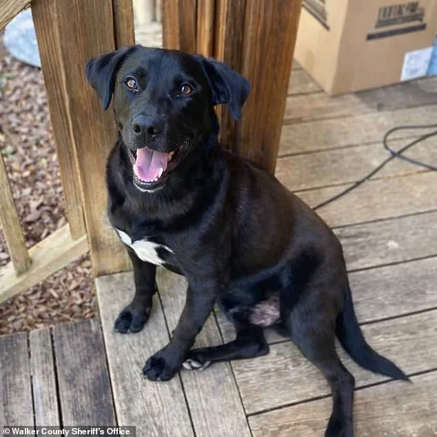 Race Against Time: Missing Alabama Preschooler Johnathan 'John John' Boley Found After Intense Search in Walker County