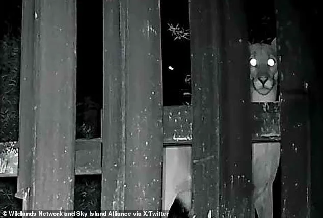 Privileged Access, Limited Impact: The Joke of Border Wall 'Doggy Doors'