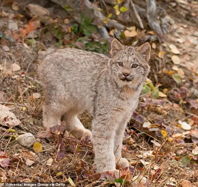 Rare Lynx Kittens Spotted in Voyageurs National Park in September 2025