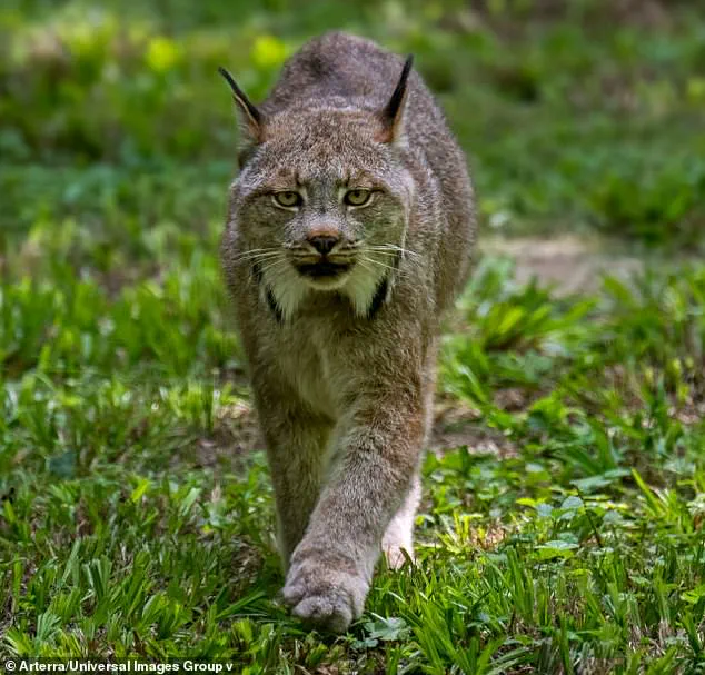 Rare Lynx Kittens Spotted in Voyageurs National Park in September 2025