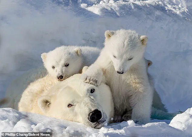 Photographer Captures Rare Moment of Polar Bear Mother and Cubs in Churchill, Manitoba