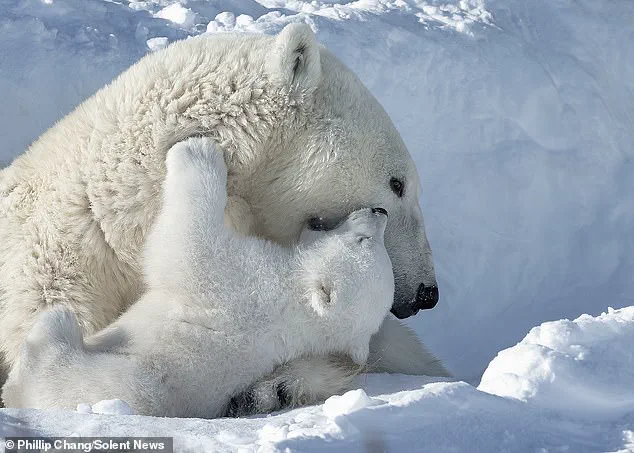 Photographer Captures Rare Moment of Polar Bear Mother and Cubs in Churchill, Manitoba
