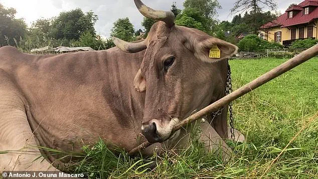 Veronika the Cow's Tool-Use Sparks Scientific Revolution, Says Researchers