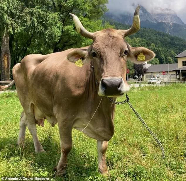 Veronika the Cow's Tool-Use Sparks Scientific Revolution, Says Researchers