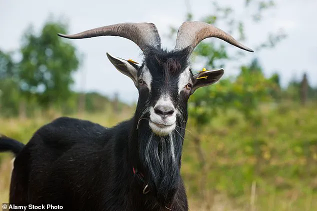 From Pints to Plants: The UK's Milk Decline and the Rise of Alternatives, as Nutritionists Highlight Health Implications