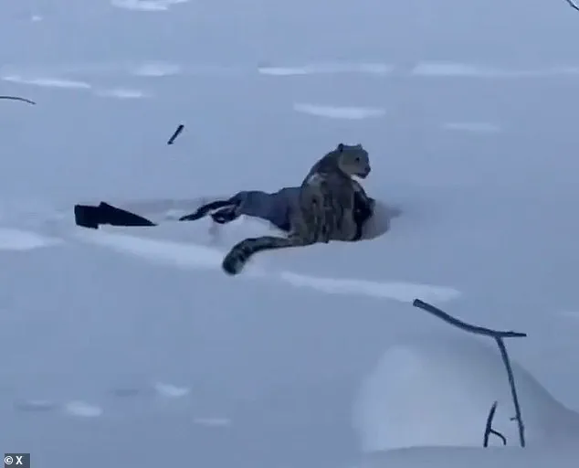 Tourist Seriously Injured After Attempting to Take Selfie with Snow Leopard in Remote Chinese Village, Incident Captured on Video