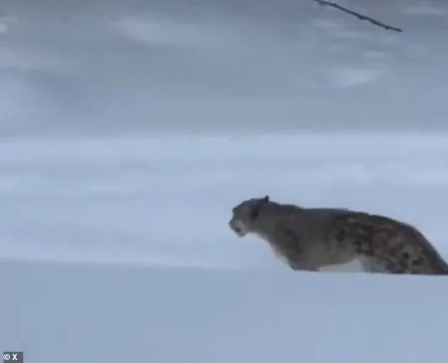 Tourist Seriously Injured After Attempting to Take Selfie with Snow Leopard in Remote Chinese Village, Incident Captured on Video
