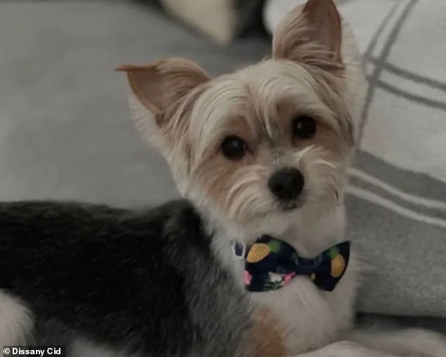 Exclusive Access: The Hidden Internet Trend Behind a Dog's Death