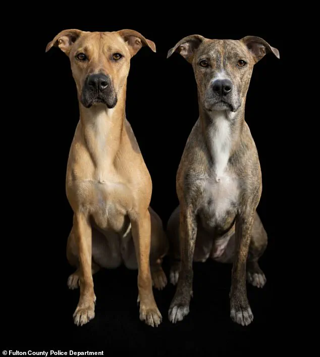 Surveillance Footage of Alleged Dog Abuse in Atlanta Sparks Debate on Animal Welfare Regulations