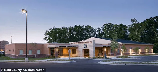 Late-Breaking Update: Missing Puppy Found After Year-Long Search Underlines Urgent Need for Pet Microchipping, Experts Warn