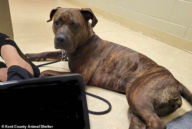 Late-Breaking Update: Missing Puppy Found After Year-Long Search Underlines Urgent Need for Pet Microchipping, Experts Warn