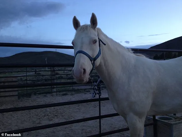 Legal System's Handling of Ritualistic Violence Case Sparks Public Debate in Maple Valley