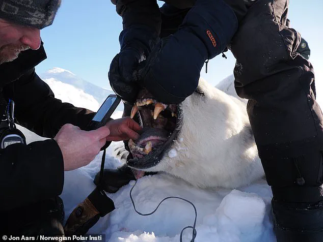 Polar Bears in Svalbard 'Defying Expectations' by Gaining Body Fat Amid Climate Change, Study Reveals