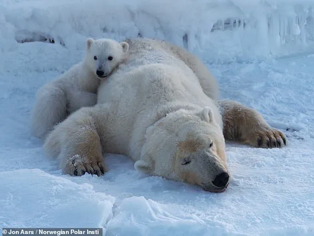 Polar Bears in Svalbard 'Defying Expectations' by Gaining Body Fat Amid Climate Change, Study Reveals