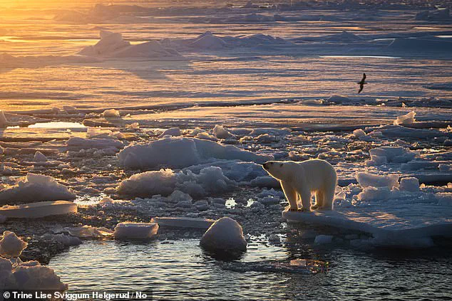 Polar Bears in Svalbard 'Defying Expectations' by Gaining Body Fat Amid Climate Change, Study Reveals