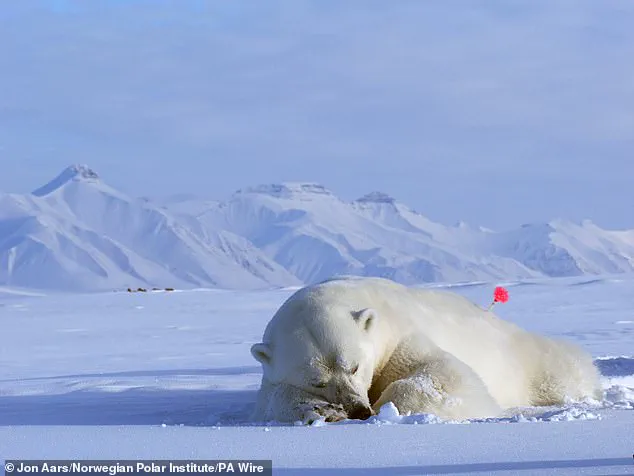 Polar Bears in Svalbard 'Defying Expectations' by Gaining Body Fat Amid Climate Change, Study Reveals