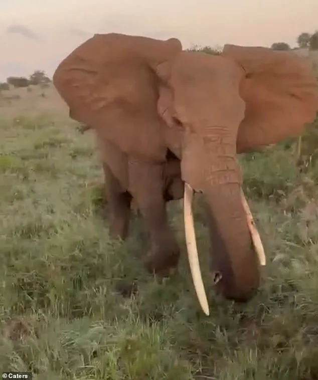 Peaceful Safari Turns Perilous as Elephant Attacks Tourists in Serengeti