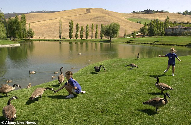 Neglected Pond at Blackhawk Golf Course Sparks Frustration as Tri-Valley Property Values Decline