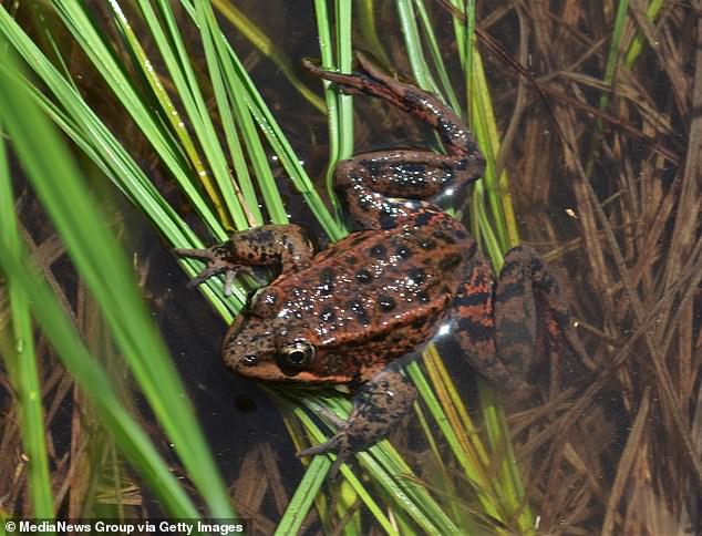 Neglected Pond at Blackhawk Golf Course Sparks Frustration as Tri-Valley Property Values Decline