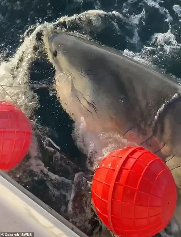 Record-Breaking Great White Shark 'Contender' Spotted Near Cape Fear, NC