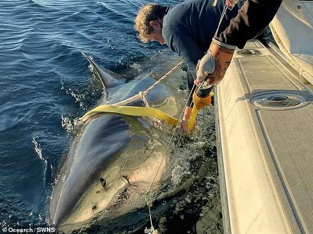 Record-Breaking Great White Shark 'Contender' Spotted Near Cape Fear, NC