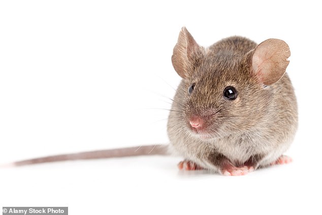 Mystery of Lower Dementia Risk in Cancer Survivors Unveiled: Cystatin C Protein Targets Amyloid Plaques