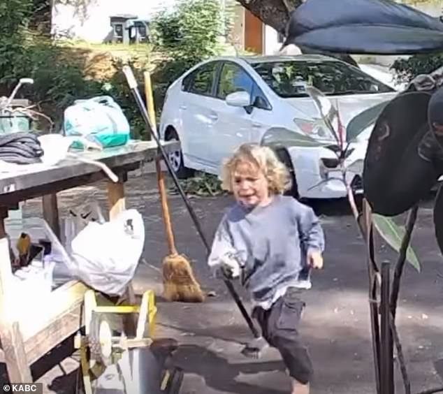 Three-Year-Old Boy's Terrifying Coyote Encounter in Pasadena Highlights Urban Predator Threat