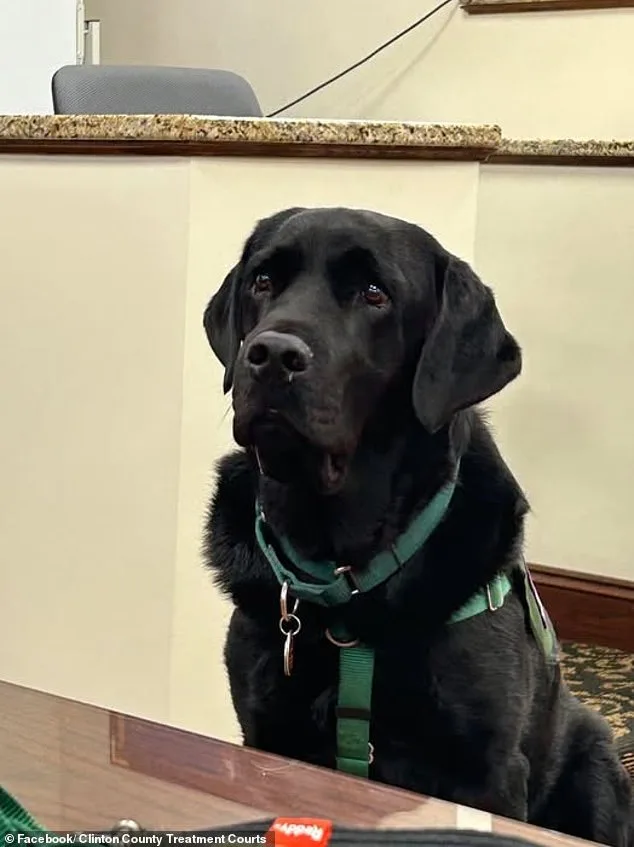 Pennsylvania Judge Declares Mistrial After Therapy Dog Enters Jury Room During Trial