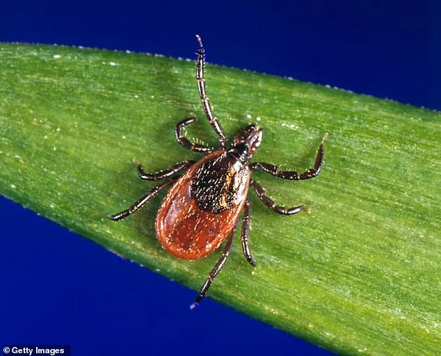 Nine-Year Study Reveals Surge in Babesia microti Infection Outpacing Lyme Disease in Dutchess County Ticks