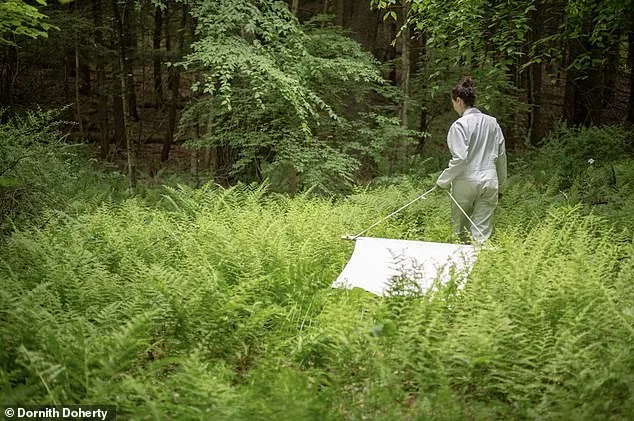 Nine-Year Study Reveals Surge in Babesia microti Infection Outpacing Lyme Disease in Dutchess County Ticks