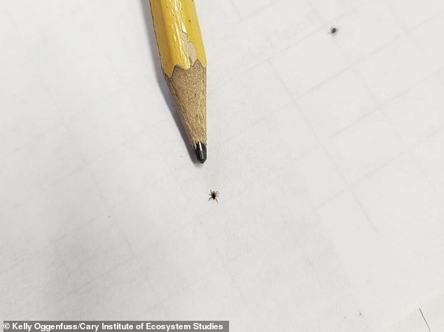 Nine-Year Study Reveals Surge in Babesia microti Infection Outpacing Lyme Disease in Dutchess County Ticks