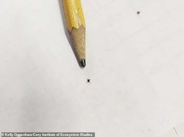 Nine-Year Study Reveals Surge in Babesia microti Infection Outpacing Lyme Disease in Dutchess County Ticks