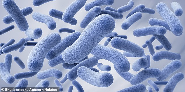 Kimchi Emerges as a Dietary Solution for Rising Chronic Health Issues in the U.S.