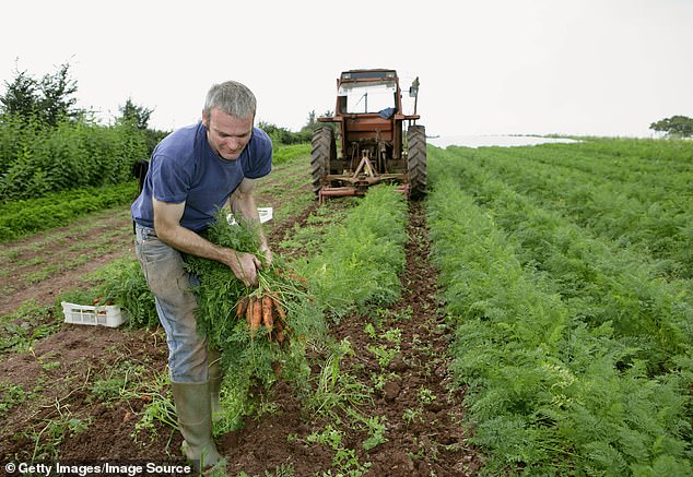 Are Organic Foods Really Healthier and Safer? The Surprising Truth
