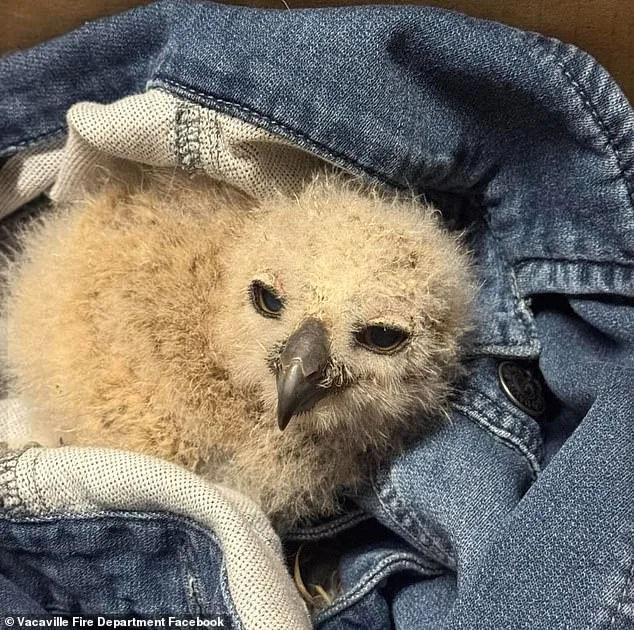 Firefighters Rescue 'Small Fry' Baby Owl from California Storm Drain