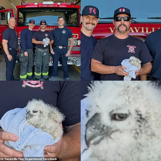 Firefighters Rescue 'Small Fry' Baby Owl from California Storm Drain