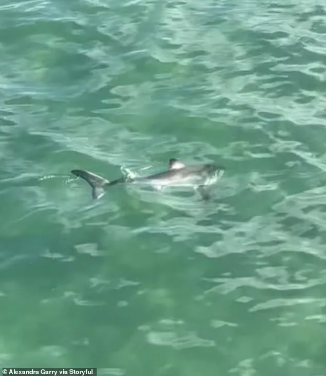 Heroic Rescue: Fisherman Bravely Frees Juvenile Great White Shark in Viral Underwear Rescue