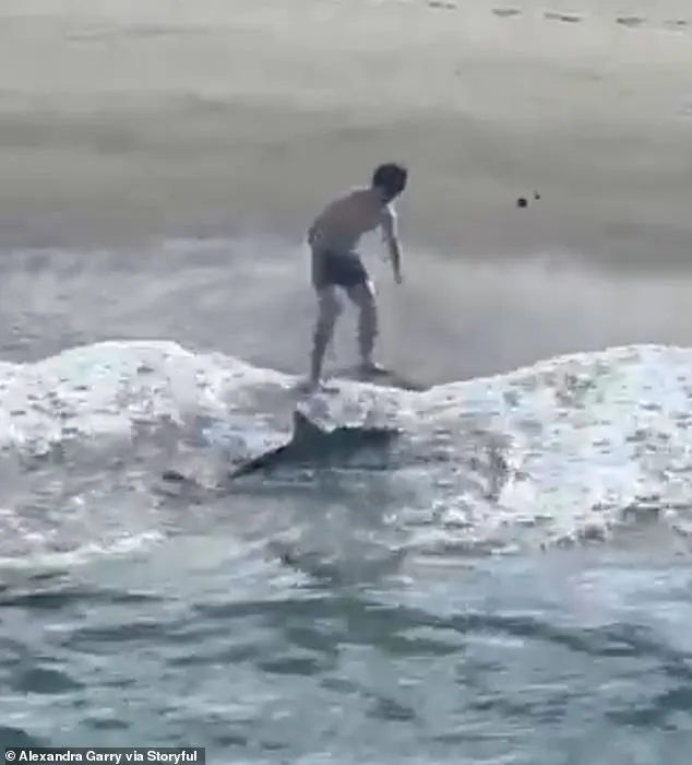 Heroic Rescue: Fisherman Bravely Frees Juvenile Great White Shark in Viral Underwear Rescue