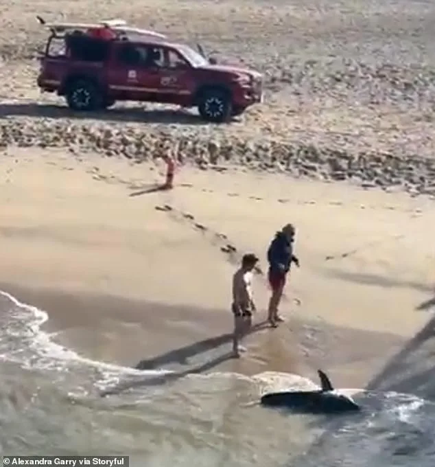 Heroic Rescue: Fisherman Bravely Frees Juvenile Great White Shark in Viral Underwear Rescue
